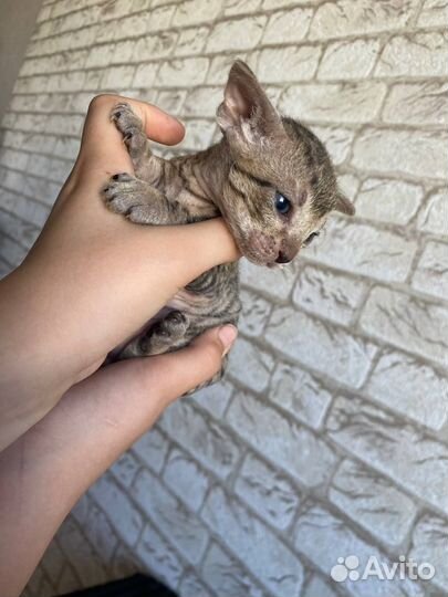 Донской сфинкс котята
