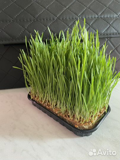 Трава для животных