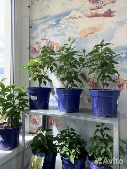 Сирень «Красавица Москвы»