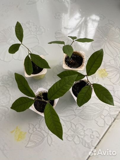 Лонган экзотическое дерево