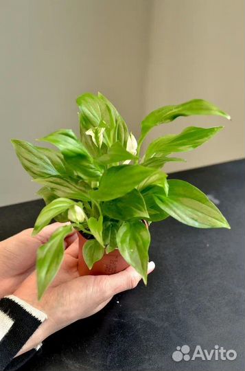 Спатифилум