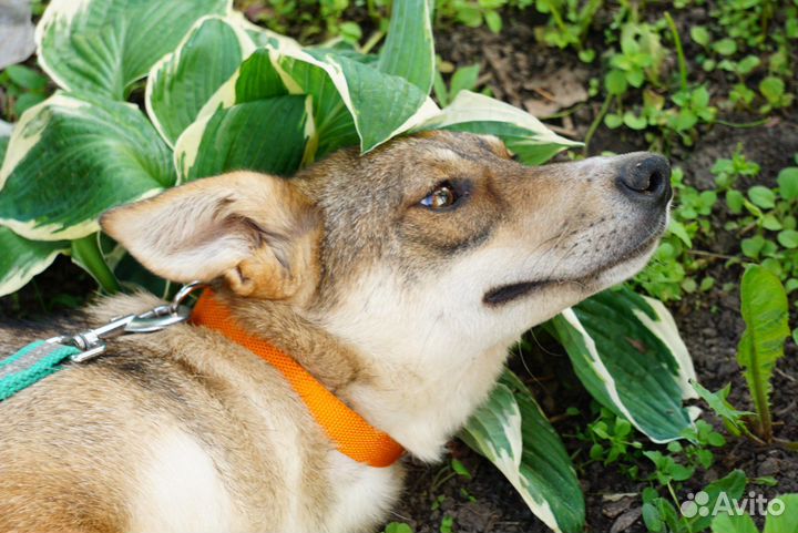 Собака спасена от гибели в экоприюте - нужен дом