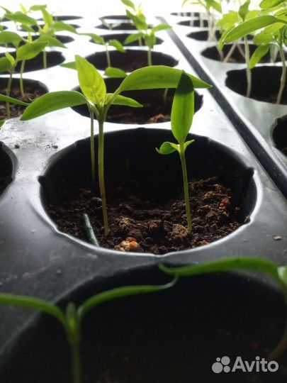 Рассада помидор