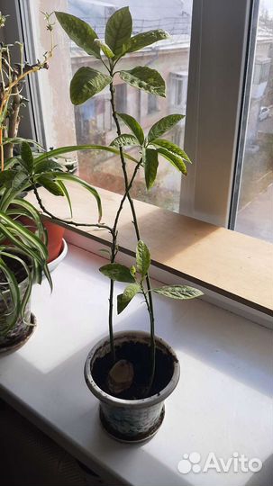 Авокадо, хлорофитум, традесканция, комнатные раст