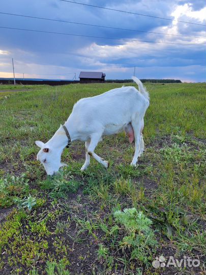 Зааненская дойная коза