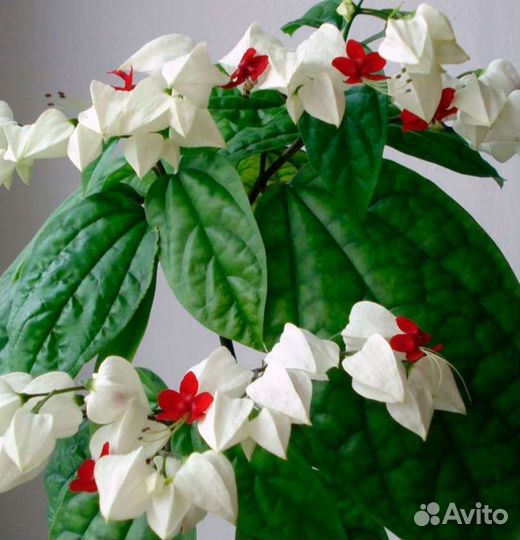 Клеродендрум