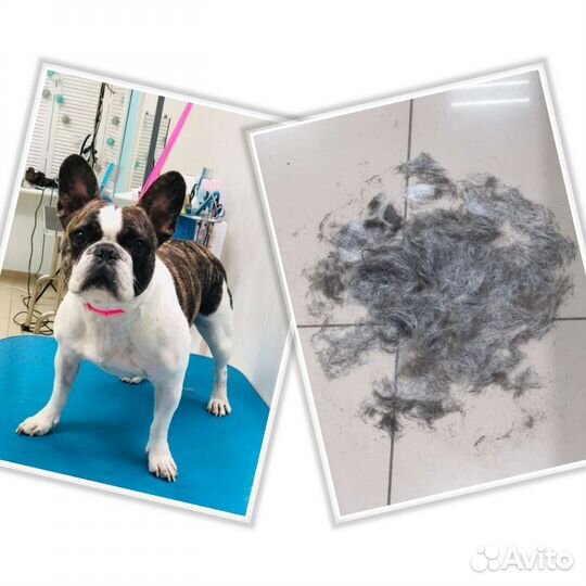 Зоосалон. Груминг