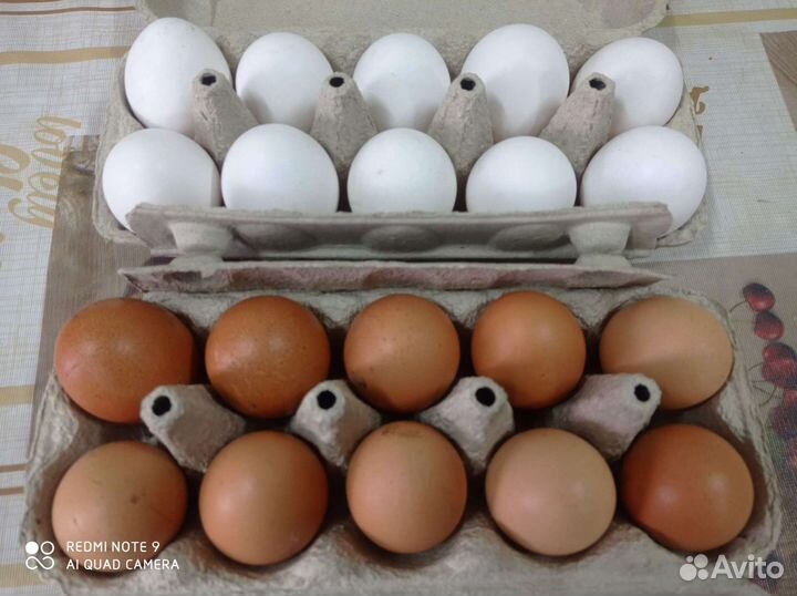 Домашние куриные яйца