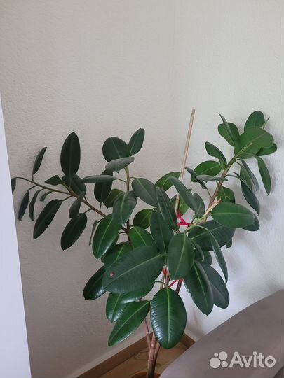 Фикус каучуконосный большой