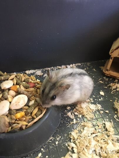 Джунгарский хомяк