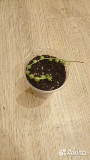 Крестовник роули