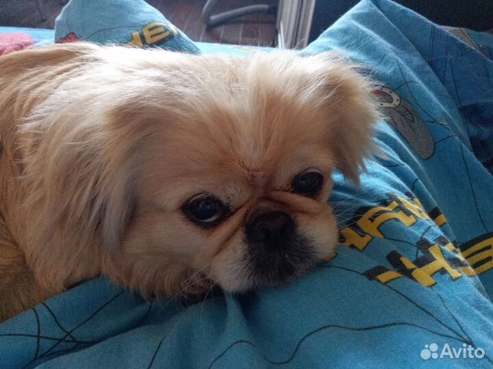 Передержка