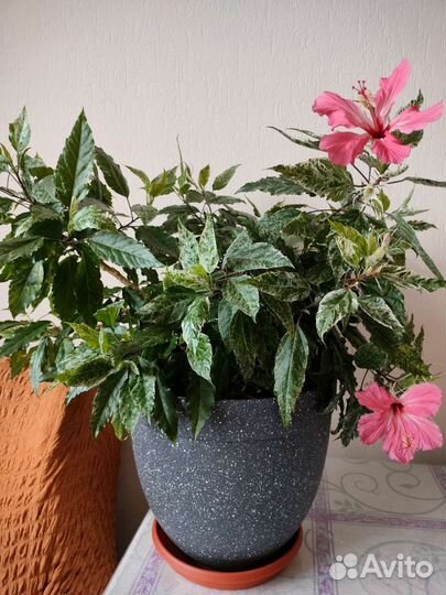 Гибискус Купера