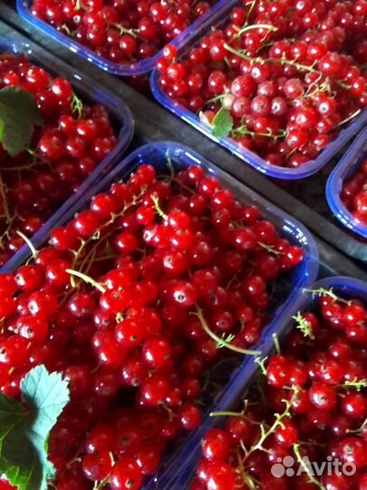 Красная смородина