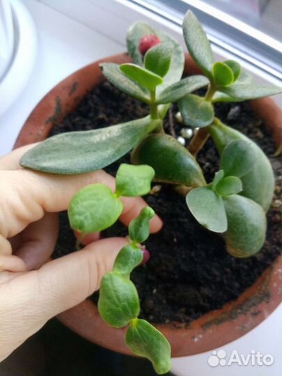 Семена дыни