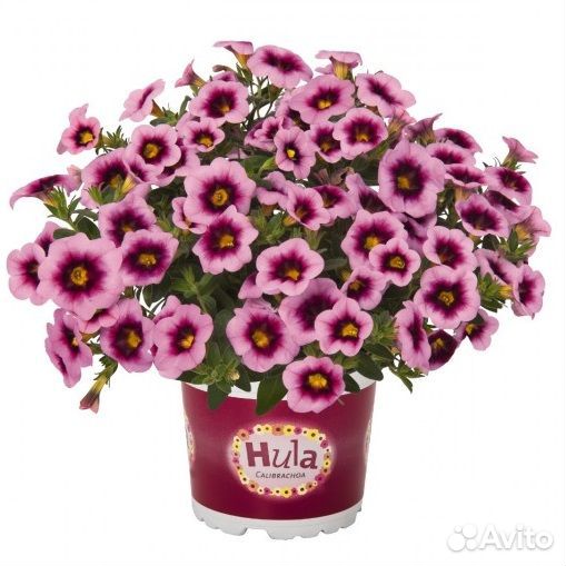 Калибрахоа