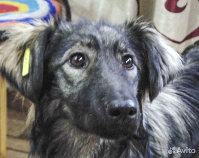 Тима-Фатима - стерильная молодая собака в дар