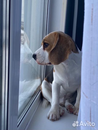 Вязка собак