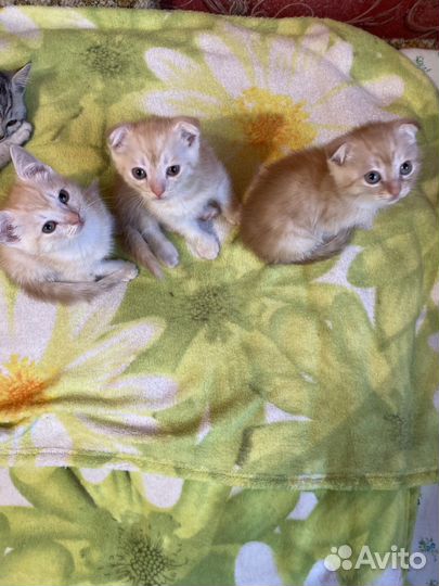 Британские котята