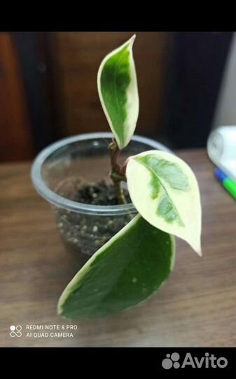 Хойя Кримсон Квин