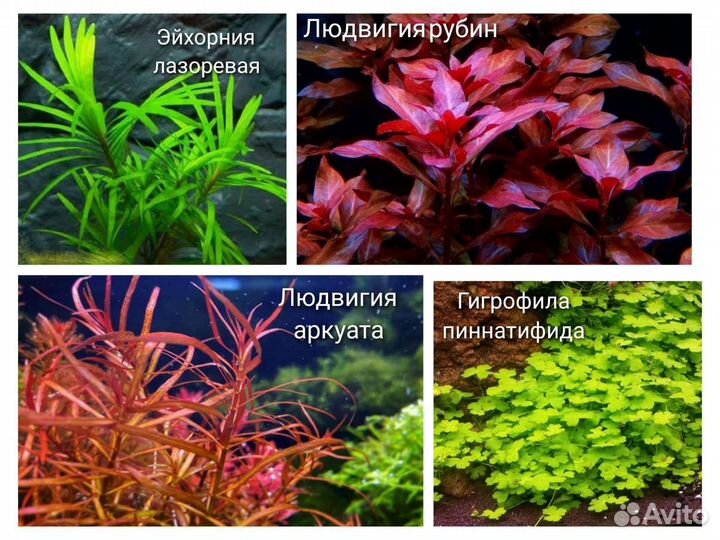 Аквариумные растения