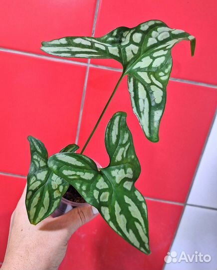 Cercestis Mirabilis (Ректофилум)