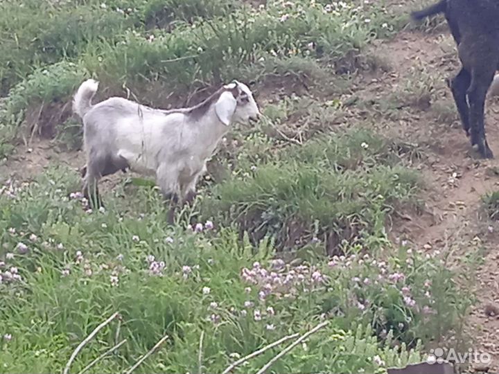 Козы козлята козлы