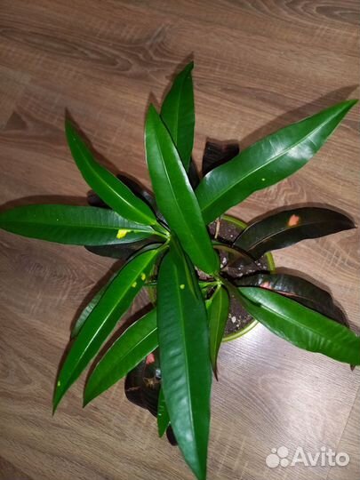 Кротон Мадам Батерффляй