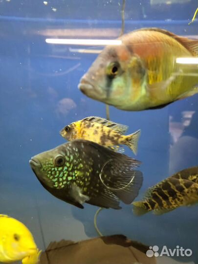 Цихлиды, цихлазомы