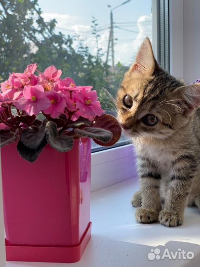 Маленькая принцесса