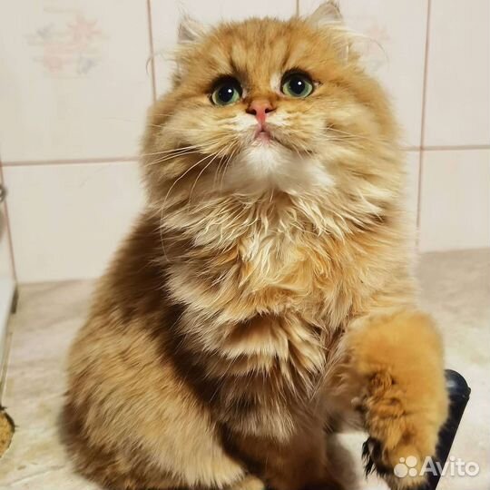 Золотая британская шиншилла