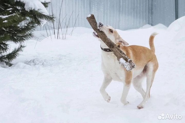 Собака в добрые руки