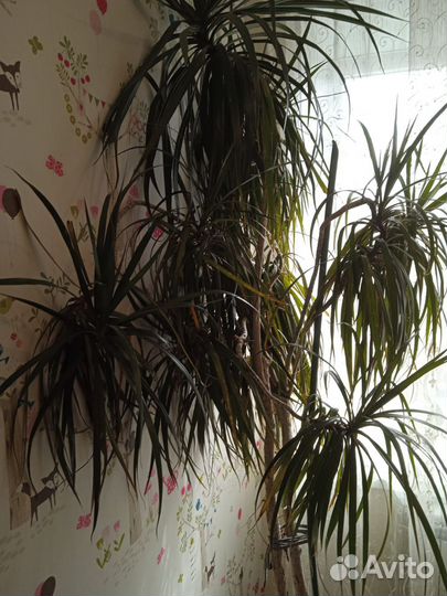 Пальма драцена