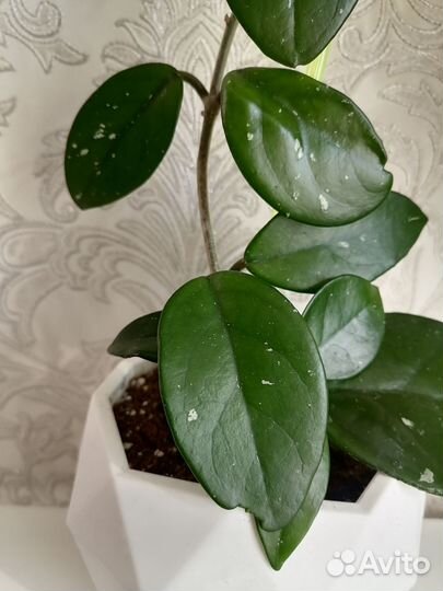 Хойя карноза