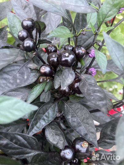 Перец острый