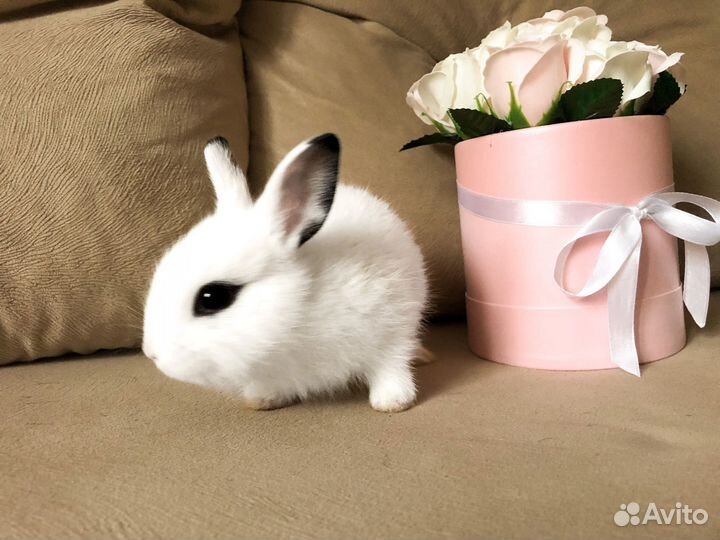 Мини карликовый кролик - самый маленький