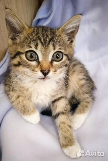 Котенок девочка