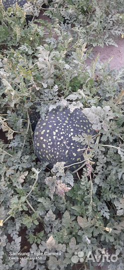 Арбуз холодок