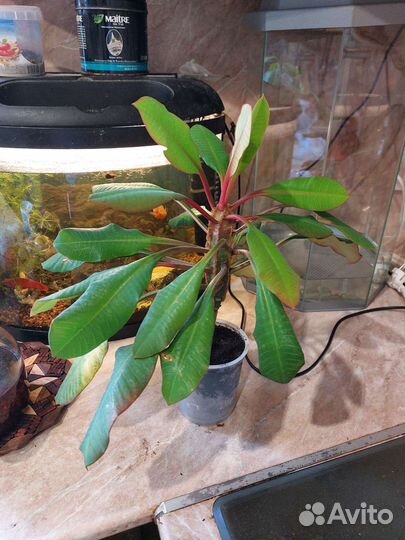 Домашние растения (сансевьерия, молочай, рэо)