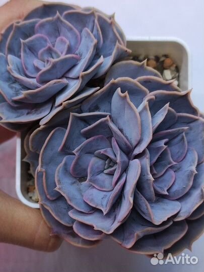 Суккуленты 22