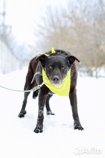 Большой добрый послушный пес