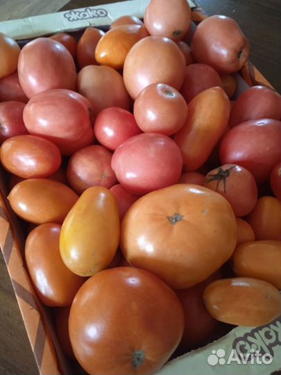 Помидоры домашние ассорти с огорода