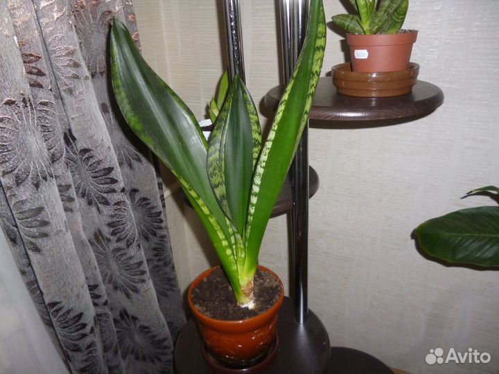 Сансевиерия Сильвер флейм(Уитни)