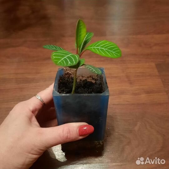 Молочай беложильчатый