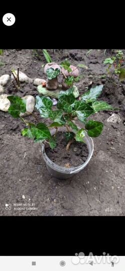 Плющ хедера