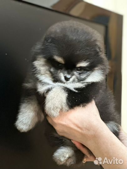 Шпиц девочка и два мальчика