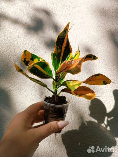 Кротон Мамми/Петра