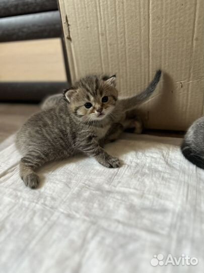 Британские котята