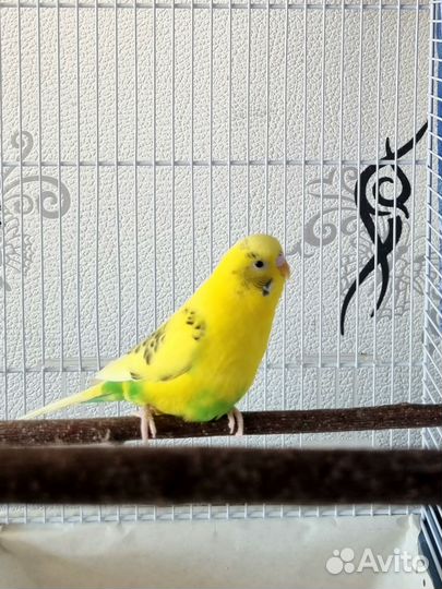 Волнистый попугай самец с клеткой