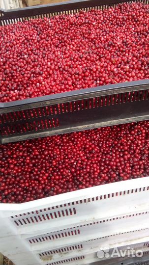 Клюква Брусника Черника Земляника грибы белый